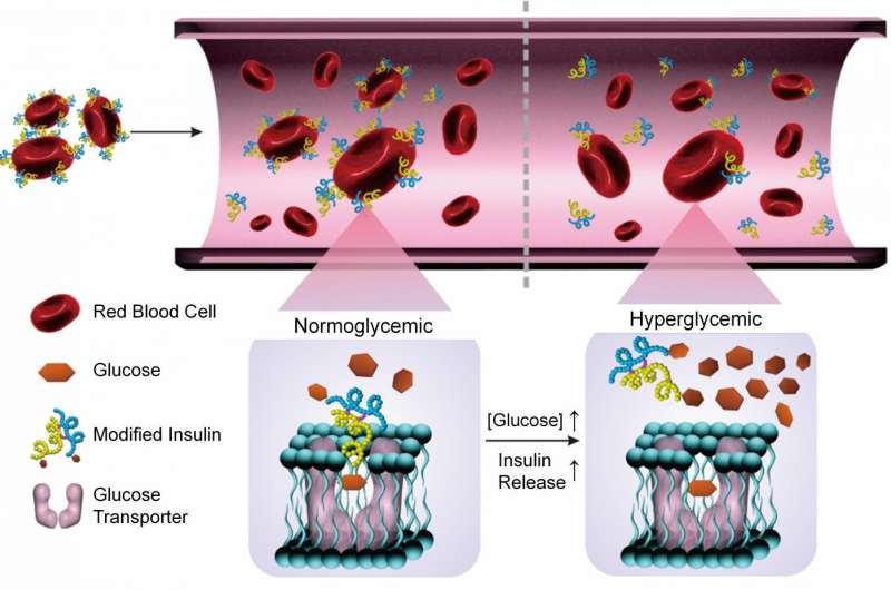 Researchers use modified insulin and red blood cells to regulate blood sugar