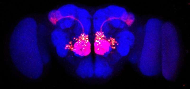 Researchers look to the fruit fly to understand the human brain