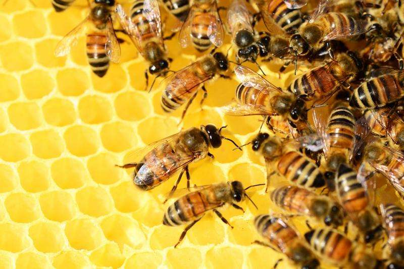 Scientists develop a novel algorithm inspired by bee colonies to help dismantling criminal social networks