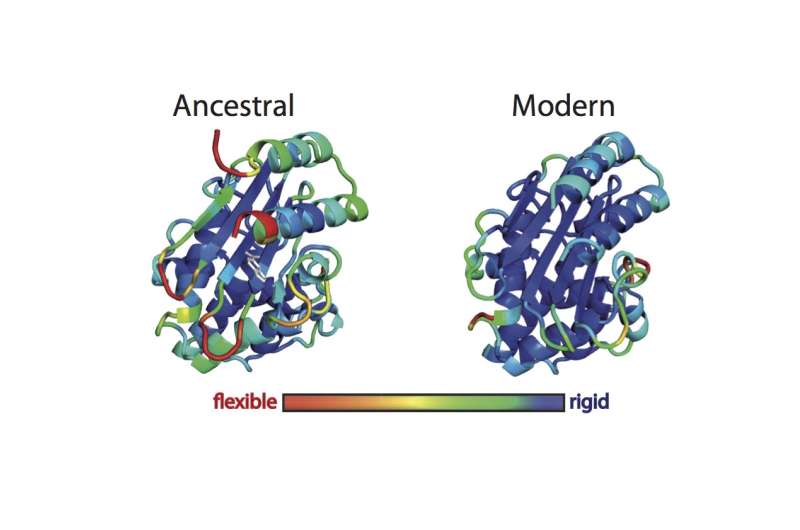 Scientists 'resurrect' ancient proteins to provide clues about molecular innovation