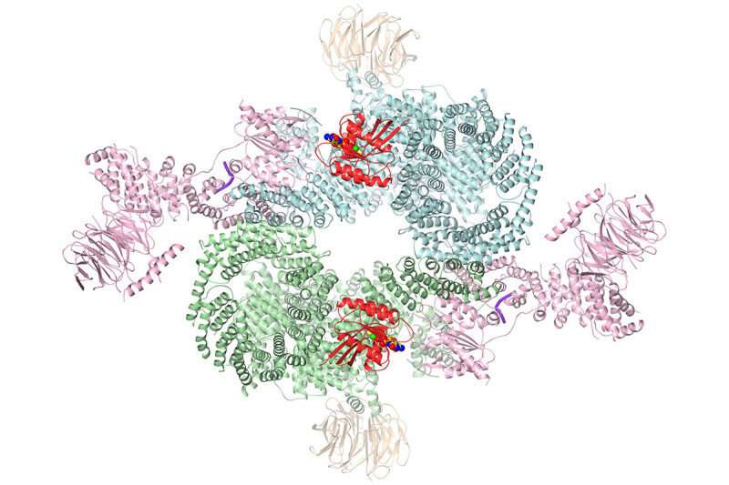 Scientists unlock structure of mTOR, a key cancer cell signaling protein