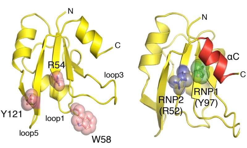 Study reveals the multitasking secrets of an RNA-binding protein