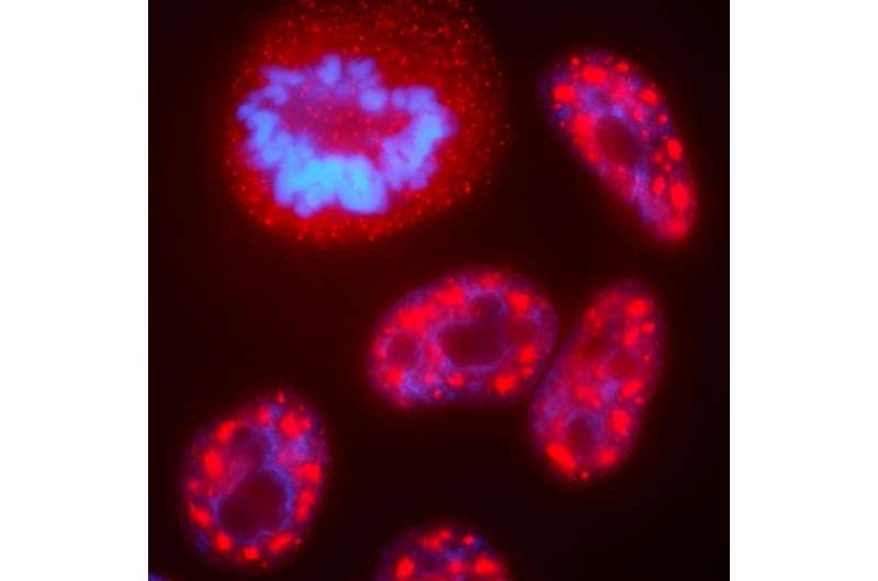 Researchers establish key mechanism controlling cell division