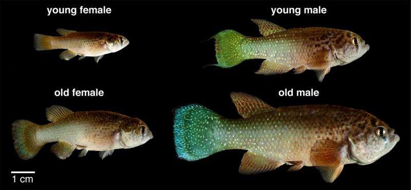 Researchers provide update on popular fish model of development
