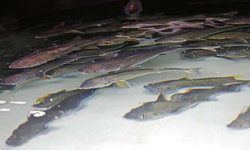 Researchers seek better ways to farm popular Pacific fish