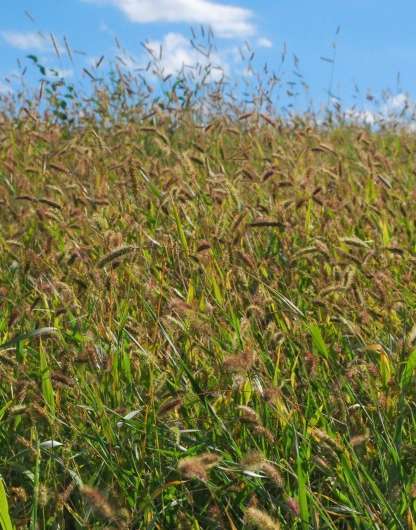 Scientists discover gene that influences grain yield