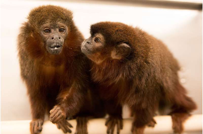 Scientists map monogamy, jealousy in the monkey mind