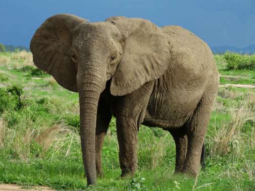 Scientists uncover patterns of elephant poaching in East Africa