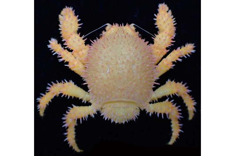New species of crab with unusual outgrowths has its name written in the stars