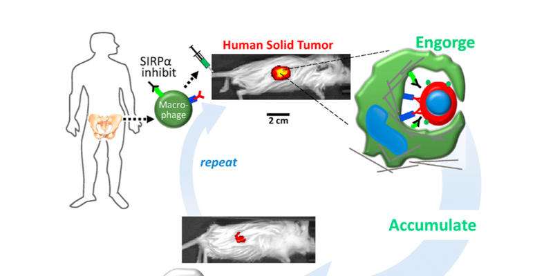 Researchers engineer macrophages to engulf cancer cells in solid tumors