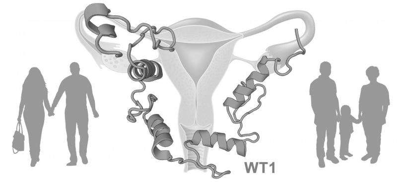 Researchers find gene Wt1 to impact women’s fertility