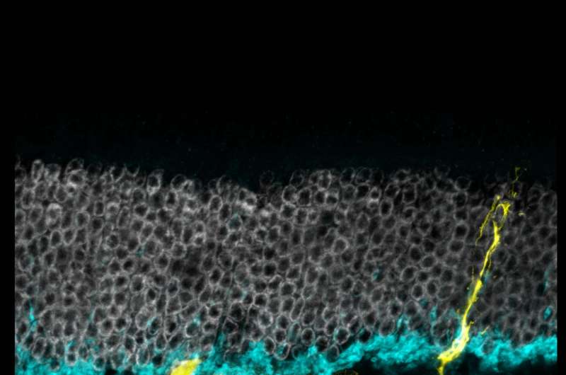 Scientists regenerate retinal cells in mice in UW Medicine-led study