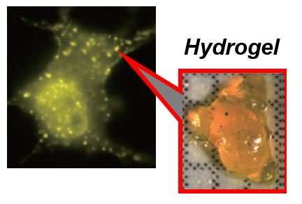 Researchers report first-ever protein hydrogels made in living cells