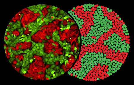 Understanding cell segregation mechanisms that help prevent cancer spread