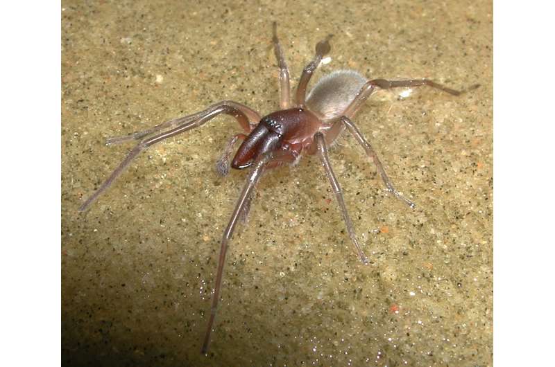 New species of marine spider emerges at low tide to remind scientists of Bob Marley