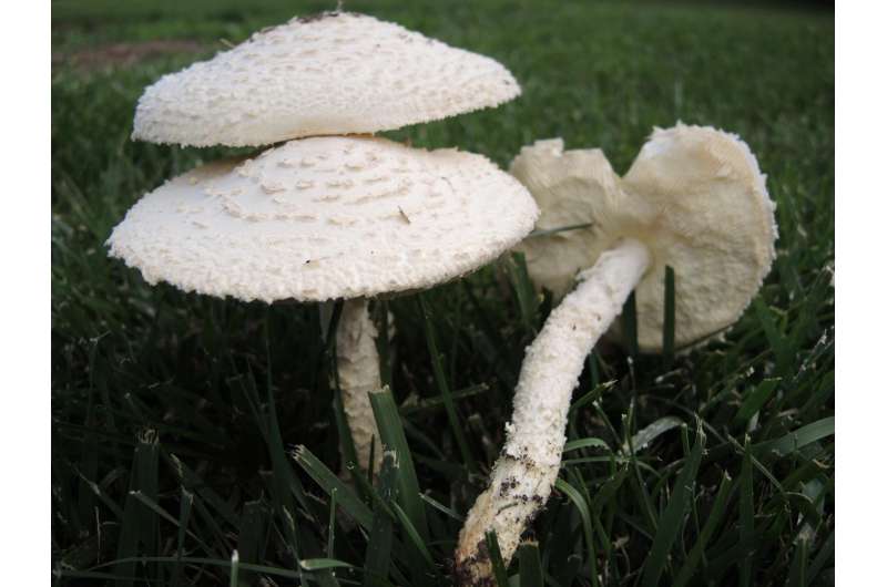 Researchers find mushrooms may hold clues to effect of carbon dioxide on lawns
