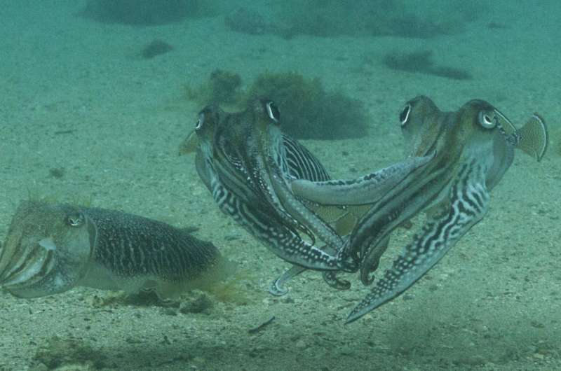 Study reveals first recording of cuttlefish fighting over a mate in the wild