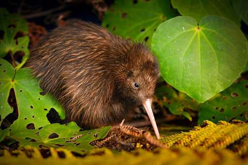 2 kiwi birds are rare bright spot in grim extinction report