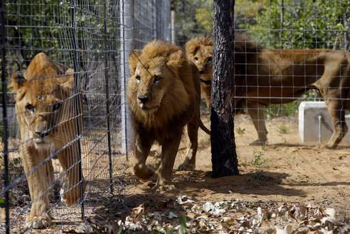 2 lions, freed from circuses, are poached in South Africa