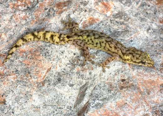 15 new gecko species discovered in Myanmar