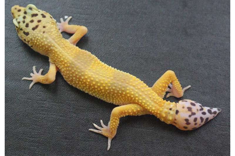 University of Guelph study first to identify the cells driving gecko's ability to re-grow its tail