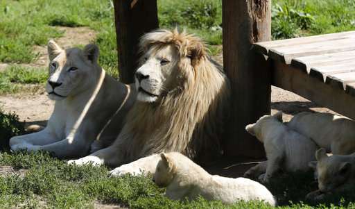 5 critically endangered white lions born in Czech zoo