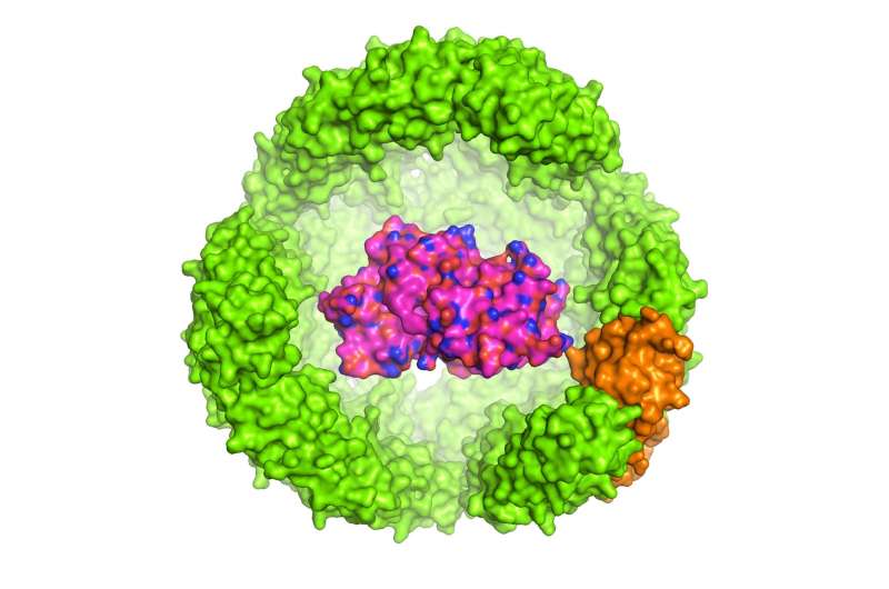 Researchers fold a protein within a protein