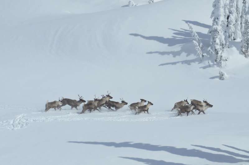 An alternative to wolf control to save endangered caribou