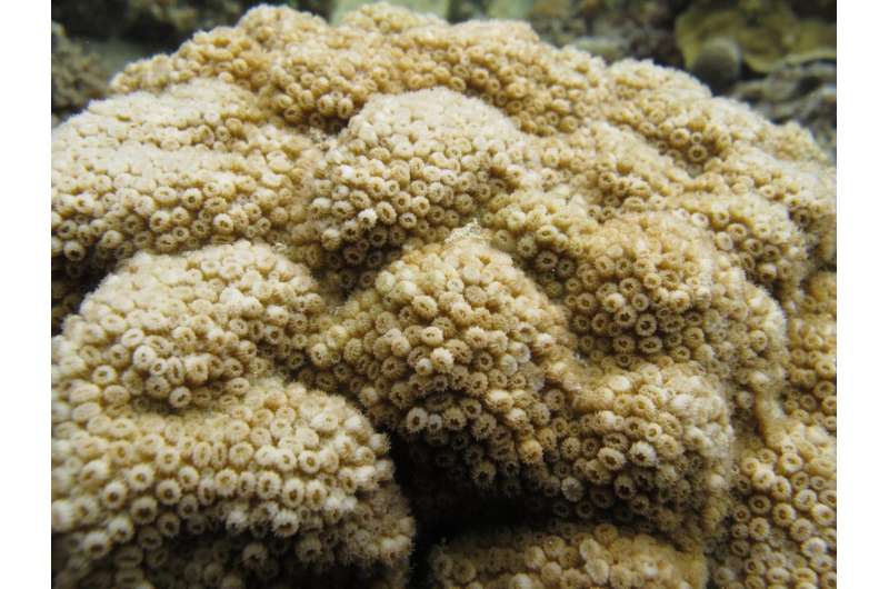 A new species of hard coral from the World Heritage-listed Lord Howe Island, Australia