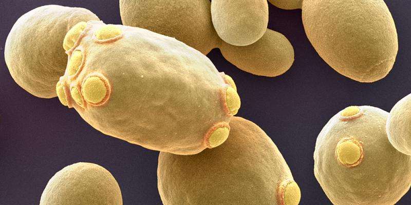 A protein that extends life of yeast cells
