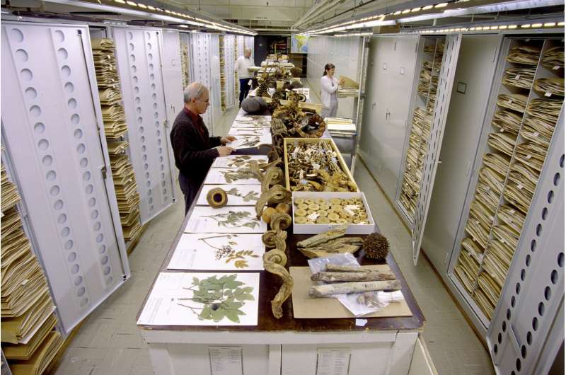 Artificial neural networks could power up curation of natural history collections