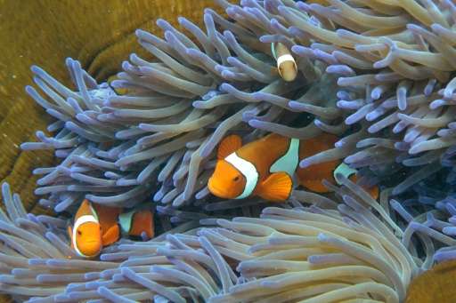 Australia's Great Barrier Reef is under pressure from climate change, farming run-off, development and the crown-of-thorns starf