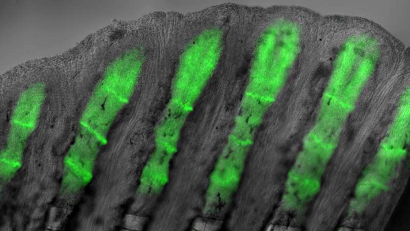 Biologists find 'skin-and-bones' mechanism underlying zebrafish fin regeneration