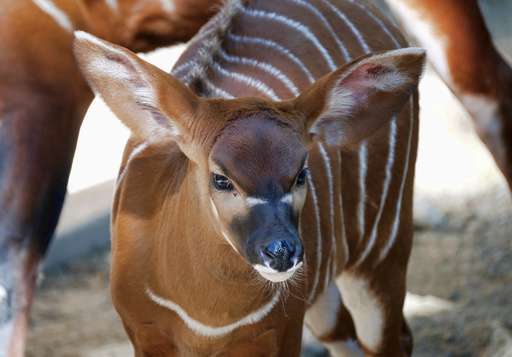 Bouncing baby bongo shows its stripes at Los Angeles Zoo