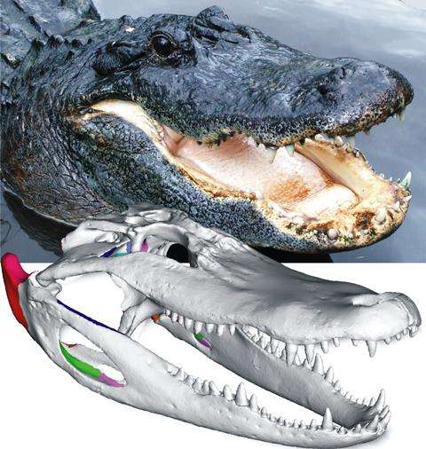 Building a better alligator: Researchers develop advanced 3-D models of bite data