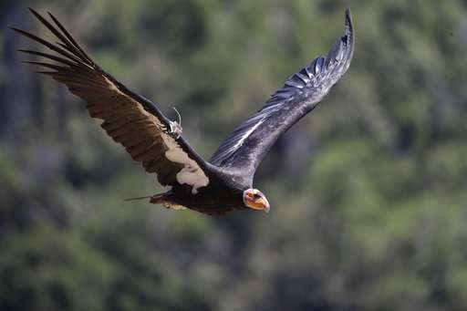 California condor takes flight in wild after near extinction