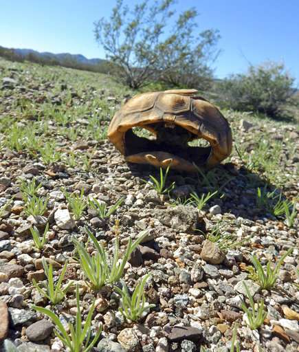 California tortoises died trying to reproduce during drought