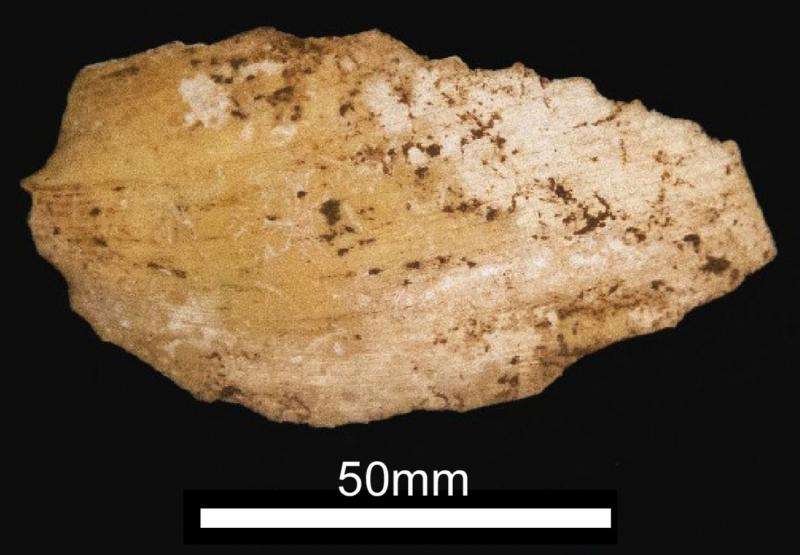 Cave dig shows the earliest Australians enjoyed a coastal lifestyle