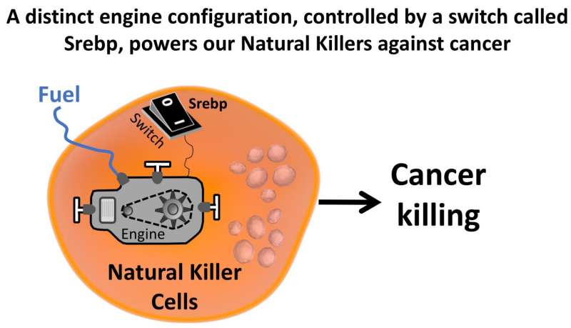 Cholesterol-like molecules switch off the engine in cancer-targeting Natural Killer cells