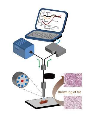 Differences in fat tissues’ light reflecting properties make for easy detection