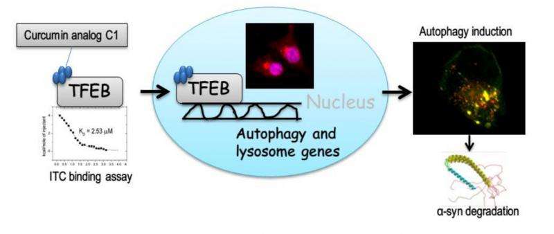Discovery of novel autophagy regulators for treatment of neurodegenerative diseases