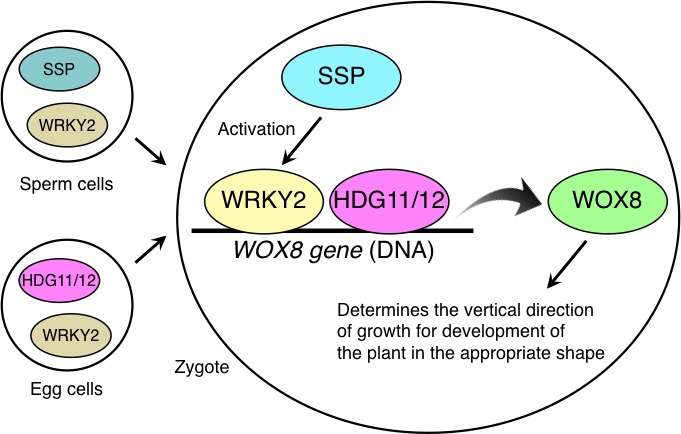 Discovery of parental factors that lead to asymmetric division of the zygote