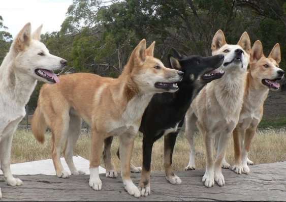Genetic study uncovers evolutionary history of dingoes