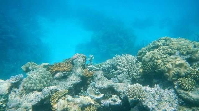 Great Barrier Reef protected zones help fish in even lightly exploited areas