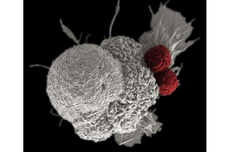 Immunotherapy—training the body to fight cancer