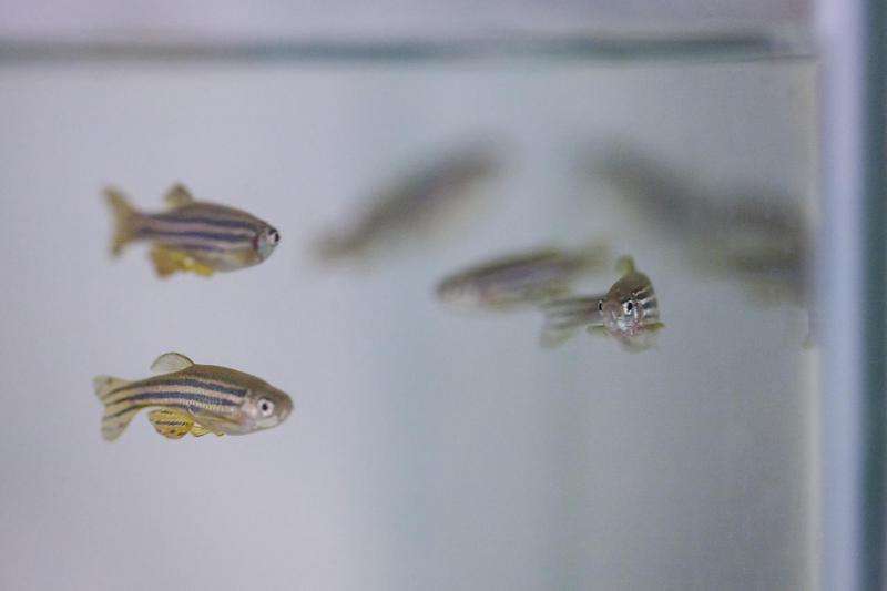 International survey on the use of zebrafish in research highlights opportunities for refinement