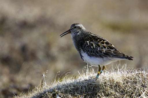 Long-distance birdie call: Sex-crazed pipers travel for tail