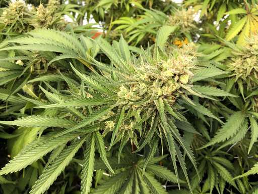 Marijuana states try to curb smuggling, avert US crackdown