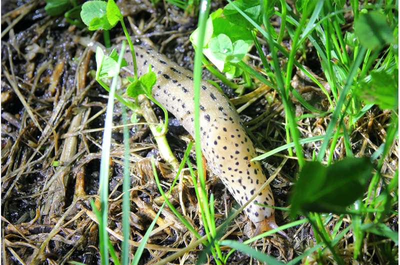 Native leech preys on invasive slug?