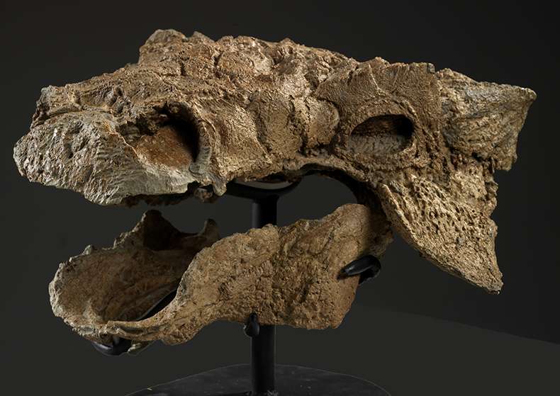 Nearly pristine ankylosaur fossil found in Montana
